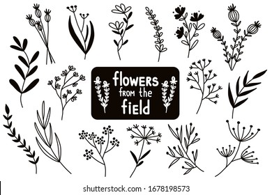 Flowers from the field. Vector illustration on a white background.