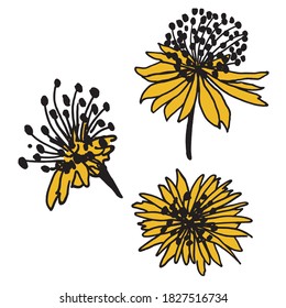 flowers fields wild free spring bouquet vector