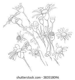 Flowers floral background. Hand drawn linear herbal illustration EPS 8
