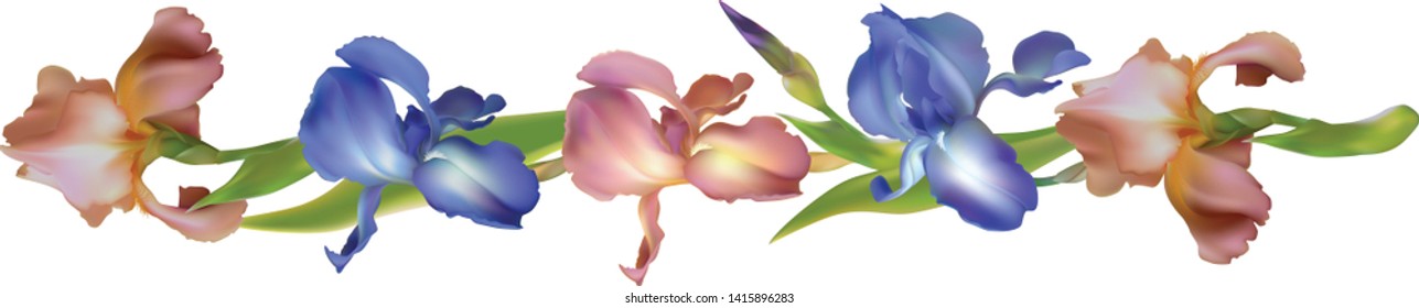 Flowers. Floral background. Irises. Pink. Blue. Leaves. Border. Green.