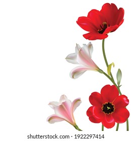 Flowers. Floral background. Red tulips. Lilies. Vector illustration.