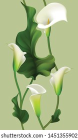 Flowers. Floral background. Seamless pattern. Callas. Green leaves. White.