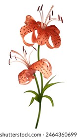 Flowers. Floral background. Tiger lilies. Isolated. A beautiful bouquet of two lilies.