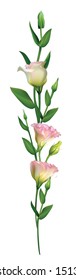 Flowers. Floral background. Vertical pattern. Eustoma. Pink. Green leaves. Isolated.