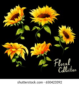 Flowers. Floral collection. Set of five sunflowers isolated on black. Hand drawn. vector - stock.