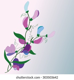 flowers and flower of sweet peas, vector in blue and violet colors