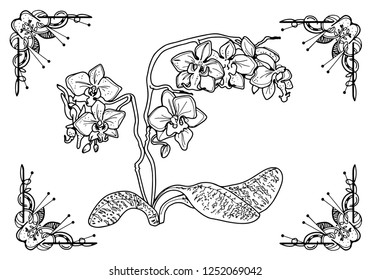 Flowers in the frame. Orchids. Coloring for adults. Art.