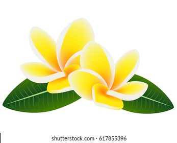 Flowers frangipani (Plumeria) with leaves on a white background.