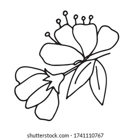 Flowers of fruit trees.  Two flowers with leaves on a stalk.  Isolated black outline drawing on a white background.  Vector.