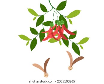 Flowers and fruits of the Yangna plant or Dipterocarpus alatus Roxb on a white background. vector