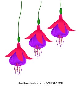 Flowers fuchsia.