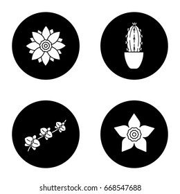 Flowers glyph icons set. Lotus, daffodil, orchid, branch, cactus in flowerpot. Vector white silhouettes illustrations in black circles