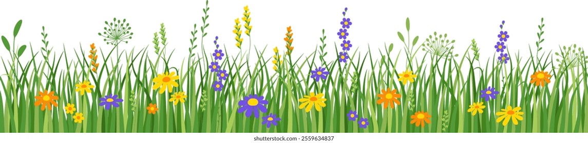 Flowers and grass border, meadow flowers and green grass, vector illustration, card decoration element