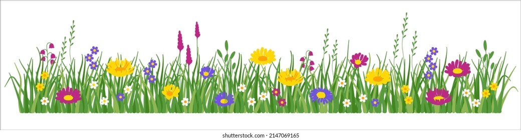 Flowers and grass border, yellow and white chamomile and delicate pink meadow flowers and green grass, vector illustration, card decoration element