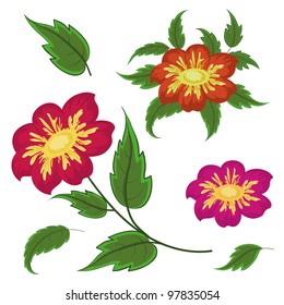 Flowers and green leaves dahlia, isolated on white background. Vector