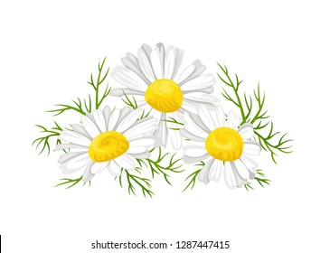 Сhamomile flowers and green leaves isolated on white background. Vector illustration of daisies flowers in simple and flat style. Herbal medical collection. Decorative element.