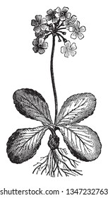 Flowers grow in rounded cluster or bunch, flower stalk is very long, leaves shaped oval and stalk less, vintage line drawing or engraving illustration.