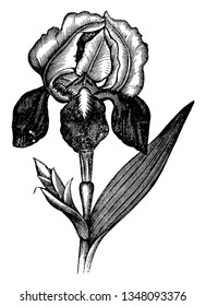 Flowers grow in typical shape and drooping sepals towards the base. Leaves and buds grow from the stem node, vintage line drawing or engraving illustration.