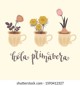 Flowers growing in cups with hand lettering in Spanish "hola primavera". Vector illustration