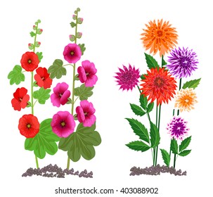 Flowers growing in the garden. Dahlia and mallow flowers isolated on white background.
