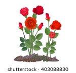 Flowers growing in the garden. Rose bush isolated on white background.