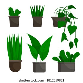 Flowers growing in pots set isolated on white. Evergreen houseplant in flowerpot natural decoration element. Tropical plant in cartoon style stem with leaves in pot. Planted decorative symbol vector