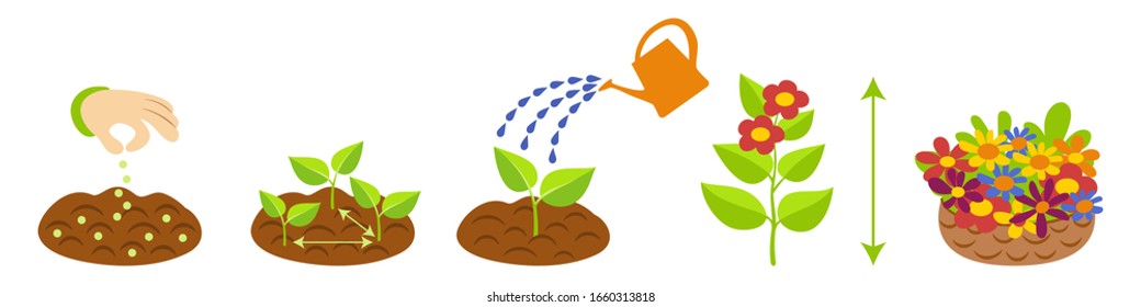 Flowers growth cycle. Plant growth stages infographics. Planting instruction template. 