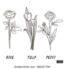Flowers hand draw sketch