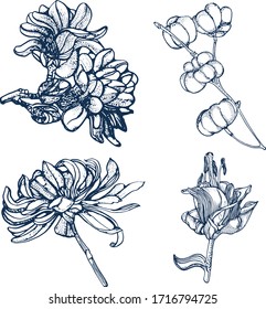 Blumen, handgezeichnet, Vektorillustration einzeln auf weißem Hintergrund