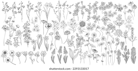 Flores. La mano dibujó una gran colección vectorial sobre el blanco. Elementos aislados. Perfecto para logotipo, invitaciones, tarjetas de felicitación y como elemento de diseño.