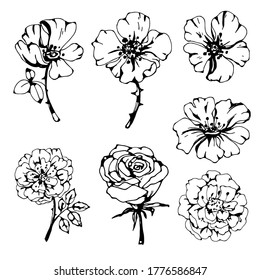 Flowers hand drawn set. Black line. Isolated on white background