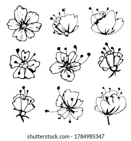 Flowers hand drawn set. Black line. Isolated on white background