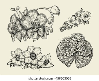 Flowers. Hand drawn sketch flower narcissus, water lily, orchid, daffodil, jonquil. Vector illustration