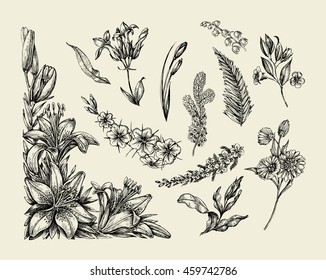 Flowers. Hand drawn sketch flower, lily, fern, grass, herb, bracken, lilia. Vector illustration