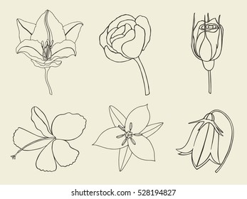 Flowers. Hand drawn sketch flowers, rose, floral pattern Vector illustration