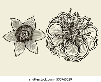 Flowers. Hand drawn sketch flowers, rose, floral pattern Vector illustration