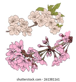 Flowers hand drawn, vector illustration