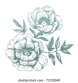 Flowers. Hand-drawn illustrations