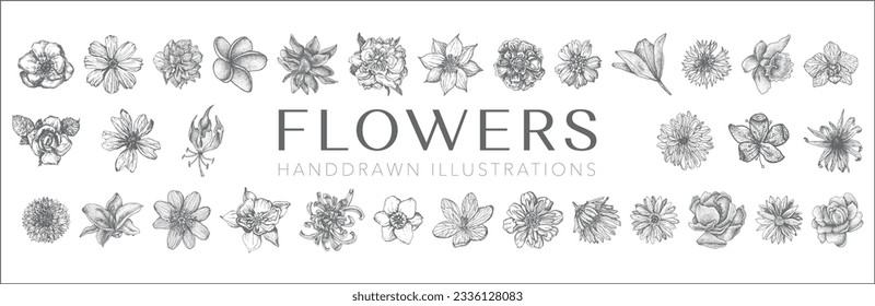 Maßgeschneiderte Blumenillustrationen, Blumensammlung