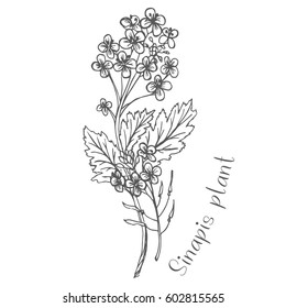 Flowers of the handkerchief are painted in one color