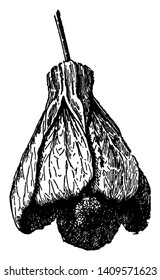 Flowers have got the shape of the bell. The floral side stand is visible, floral cloves are long, vintage line drawing or engraving illustration.