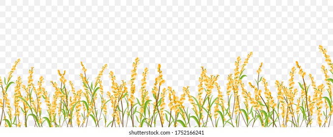 Flowers herbs border on transparent background. Spring Summer season vector banner design.