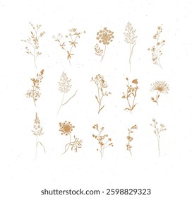 Flowers herbs ears of grass growing in the garden and meadow drawing with beige on light background