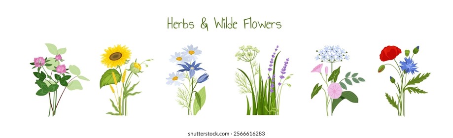 Flowers and herbs set. Bloom and blossom plants. Spring and summer season. Floristry and botany. Gardening and horticulture. Flat vector collection isolated on white background