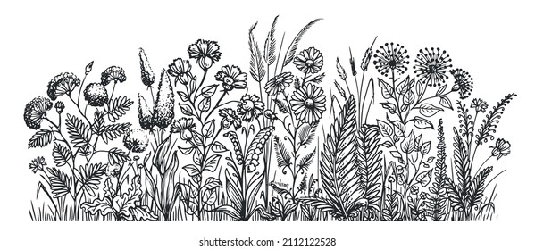 Flowers and herbs. Vintage meadow grass and plants sketch. Hand drawn vector illustration