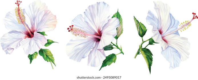 Flowers hibiscus on isolated white background. Watercolor hand drawing illustration. Spring flora