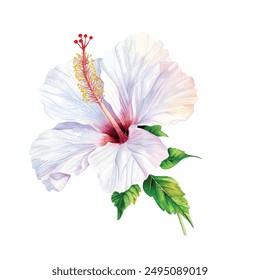Flowers hibiscus on isolated white background. Watercolor hand drawing illustration. Spring flora