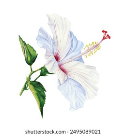 Flowers hibiscus on isolated white background. Watercolor hand drawing illustration. Spring flora