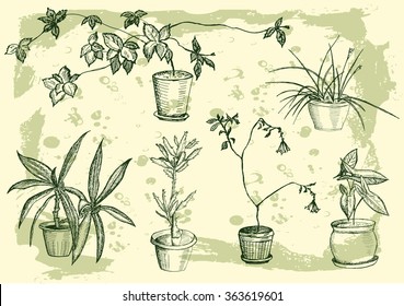 flowers, houseplant, sweet home