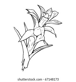 ilustración de flores